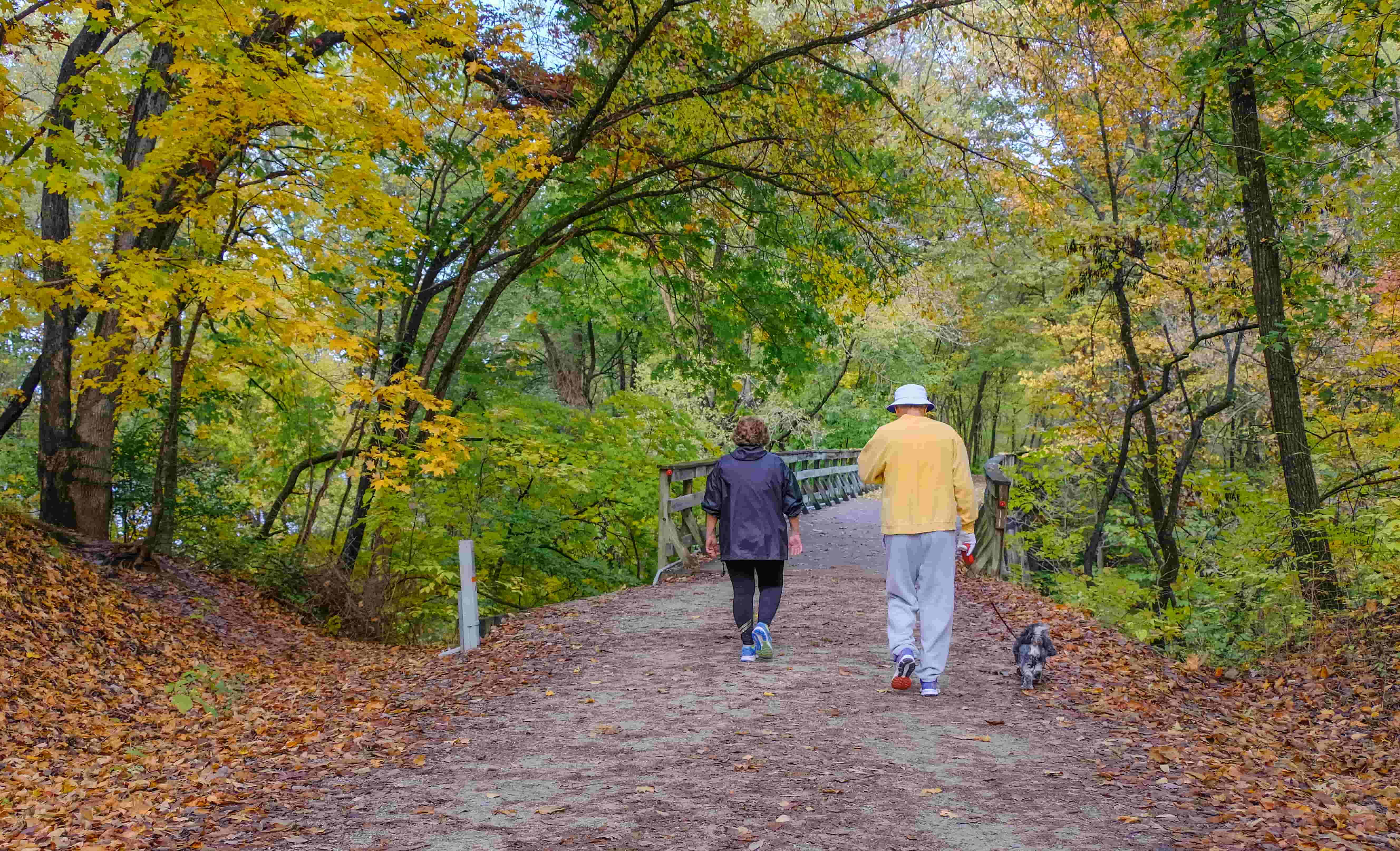 Two older people walking in woods facing away from the camera