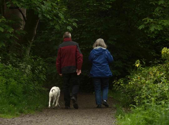 The back view of an older man and female walking a golden Labrador in the woods.  